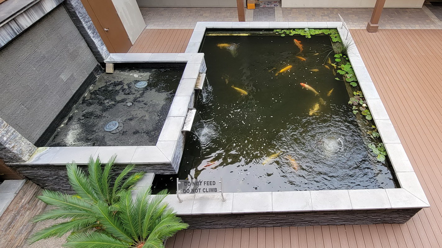 Koi pond